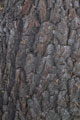Click to see it big Ich mit Kettensäge, Impression aus dem Wald